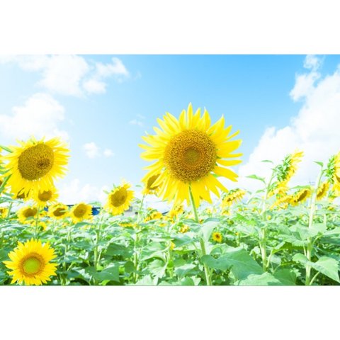 写真のある豊かな暮らし【夏の花・ヒマワリ】