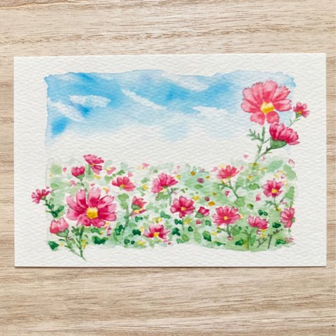 🌸透明水彩画「秋空のコスモス畑」イラストポストカード２枚セット 花　フラワー　秋桜　秋　敬老の日　敬老の日カード🌸