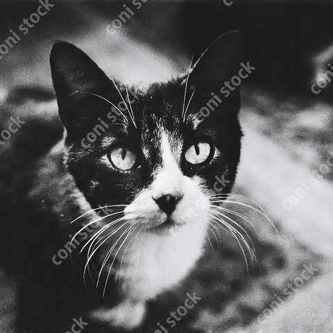 猫、レトロ、モノクロ、アート、古びた写真　conistock_21969