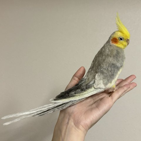 オカメインコ　オーダー品