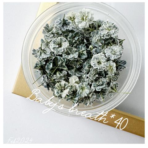 baby’s breath*40