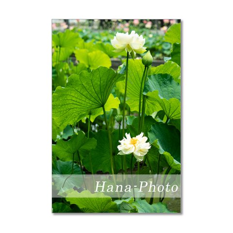 1485) 美しい白とピンクの蓮の花   　ポストカード5枚組