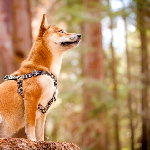 選べるフットハーネス☆小型犬 中型犬 大型犬