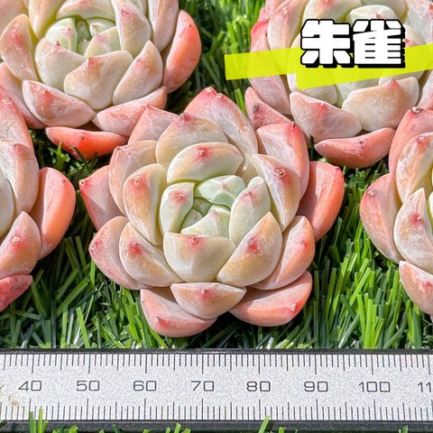 新入荷 大人気 多肉植物 エケベリア 朱雀 超美苗 レア種