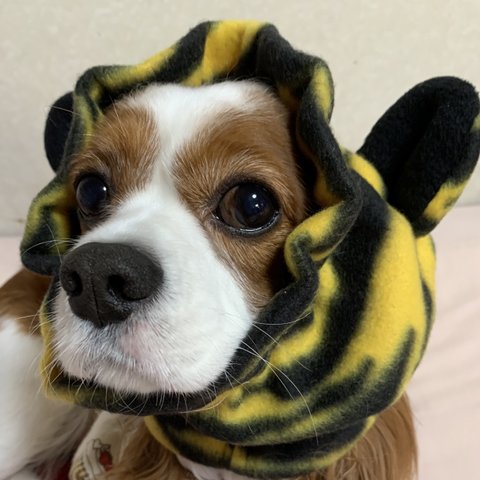 犬スヌード　イエロー虎🐯さん　虎柄耳付きフリース　イエロー虎柄止め付き　新作スヌード💕