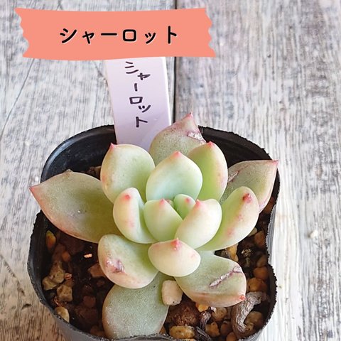 【多肉植物】シャーロット/抜き苗/自家製苗