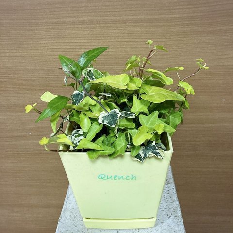 ヘデラの寄せ植え　クエンチポット