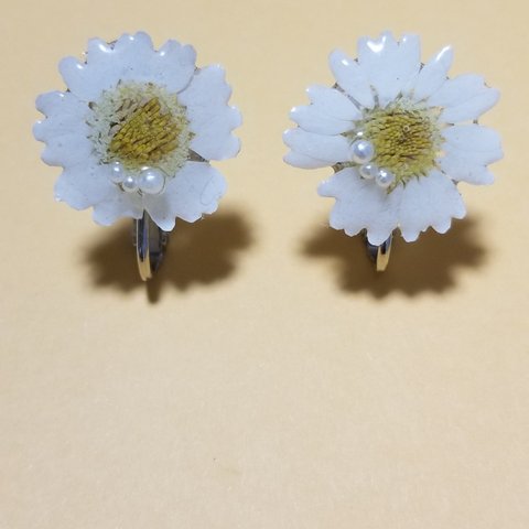 本物のお花を使ったイヤリング◎ノースポール