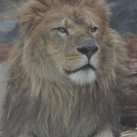 かわいい動物のポストカード・ライオン（２）