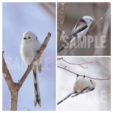 北海道のシマエナガさん 3