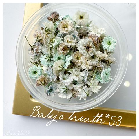 baby’s breath*53