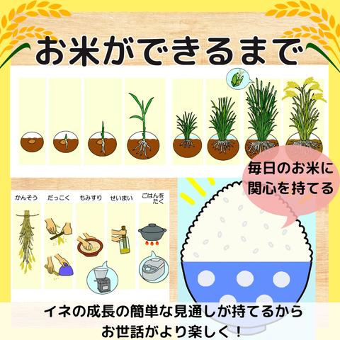 お米ができるまで　食育　バケツ稲　イネ　田んぼ　保育教材