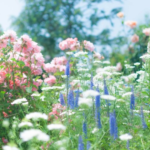 🌸今の貴方に必要なメッセージをお伝えします🌸