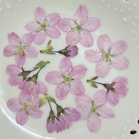 桜   (押し花)