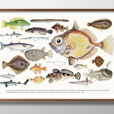 8826■A3アートポスター『海洋生物　魚図鑑』絵画/イラスト/デザイン/上級マット紙採用