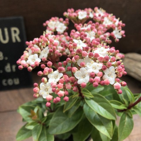 ビバーナム♡ティヌス♡長く楽しめる♡ビバーナム♡蕾→花→実♡観葉植物♡ガーデニング♡インテリア♡