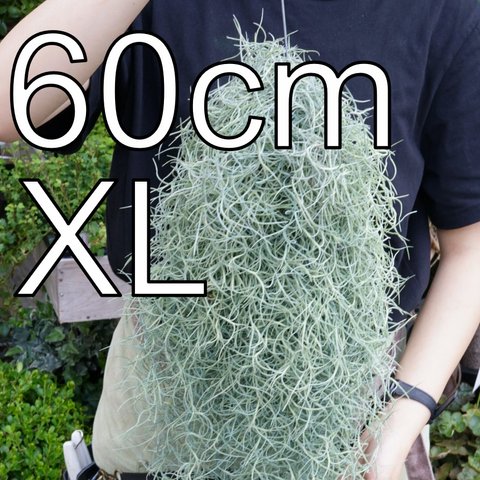 XLサイズのスパニッシュモス　（60cm）　チランジア　エアプランツ　ウスネオイデス　スワッグ