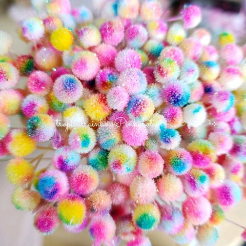 トロピカーナピンキーボタン❁50本　花材   ハーバリウム  レジン 母の日　花材