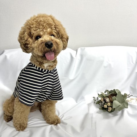 【犬服】🖤ポンチョ型ボーダーTシャツ