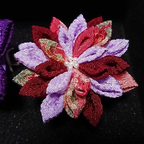 紫と緋の八重菊花