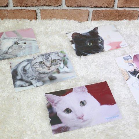 保護猫ちゃん寄付付きポストカード2☆5枚SET