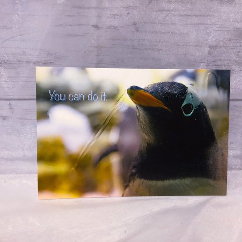 ペンギンからのメッセージ　ポストカード2枚セット