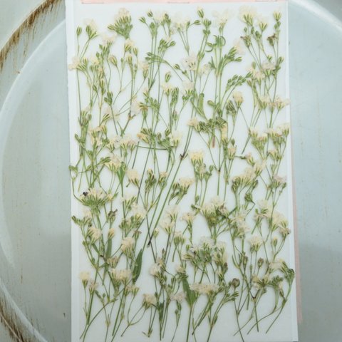 押し花かすみ草