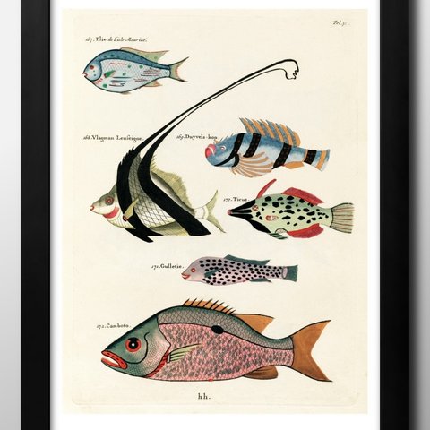 0116■A3アートポスター『海洋生物　魚　図鑑　標本』絵画/イラスト/デザイン/上級マット紙採用