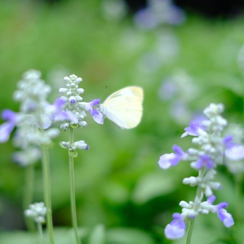 蝶と花