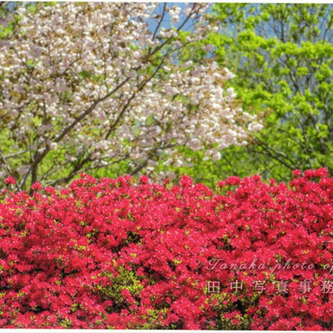 色鮮やかなツツジの花の写真 LP0503