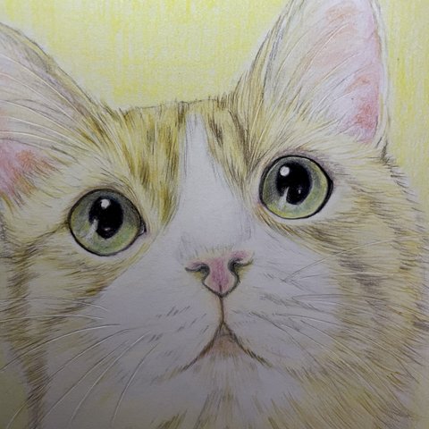 色鉛筆画 見つめるにゃんこ