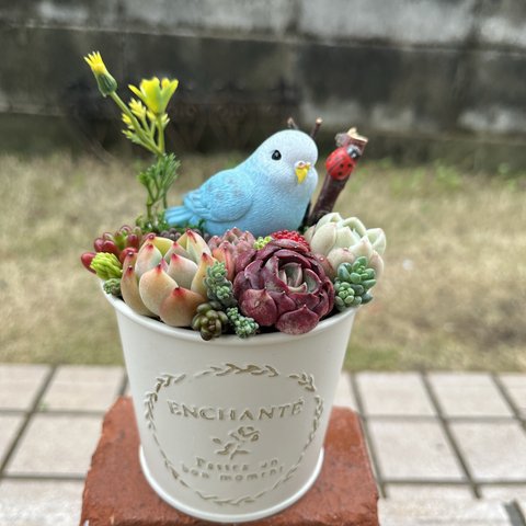 ★送料無料★♡そのまま飾れる♡ブリキ缶♬セキセイインコちゃんの可愛い多肉植物寄せ植え╰(*´︶`*)╯♡