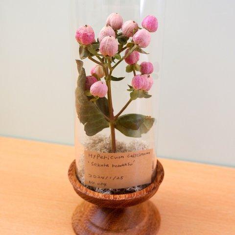 植物標本　ヒペリカム（さくらロマンス）　フリーズドライフラワー　botanical specimen 