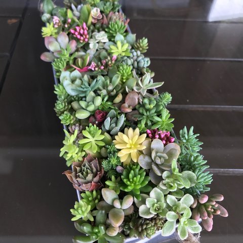 多肉植物 寄せ植え ブリキ缶  15×5×3cm モリモリ♪