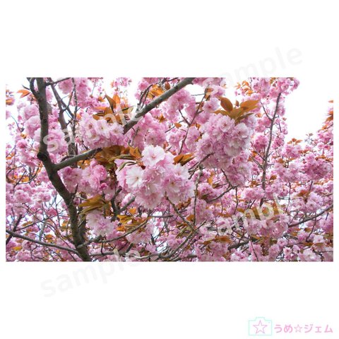 PC壁紙　八重桜《sakura-004》（PNGファイル）