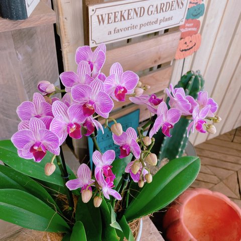 現品のみ♡【カワイイお色の素敵な胡蝶蘭】陶器鉢入り♡贈り物やプレゼントにも♪こちょうらん！