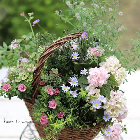 山紫陽花のギャザリング寄せ植え