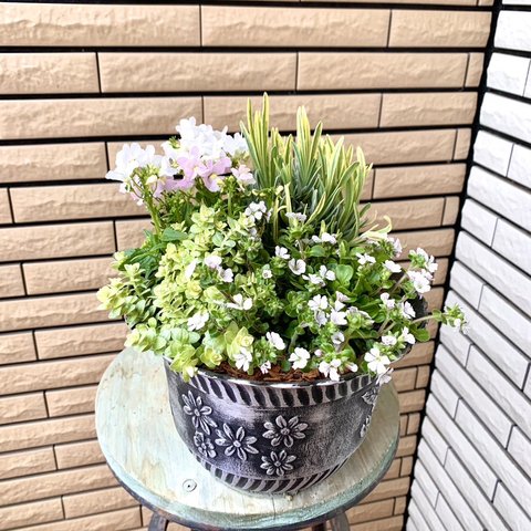 ⚠︎︎𝑆𝑂𝐿𝐷 𝑂𝑈𝑇⚠︎︎ナチュラルな寄せ植え♪