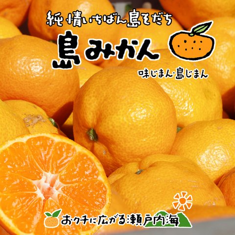 希望の島 温州みかん 粒より甘露 3kg 特選品 中玉 MLサイズ 愛媛県 中島産 お歳暮 ギフト