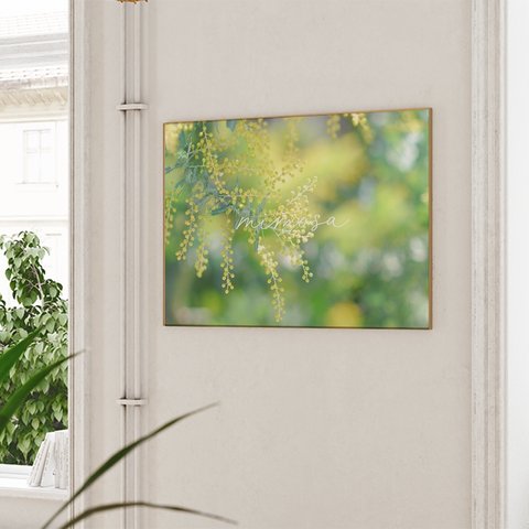 春の花のフォトポスター　/ i1186 / 黄色いミモザ、スイセンなど　インテリアポスター