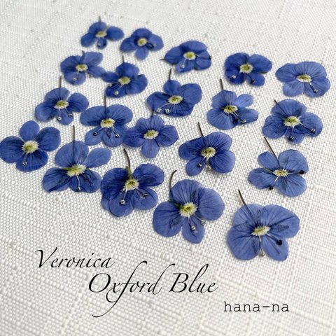 瑠璃色の花🔹ベロニカ Oxford Blue ＊ 押し花