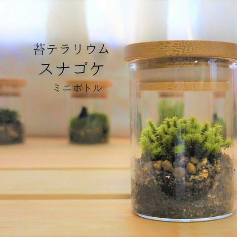 苔テラリウム　スナゴケ　ミニボトル