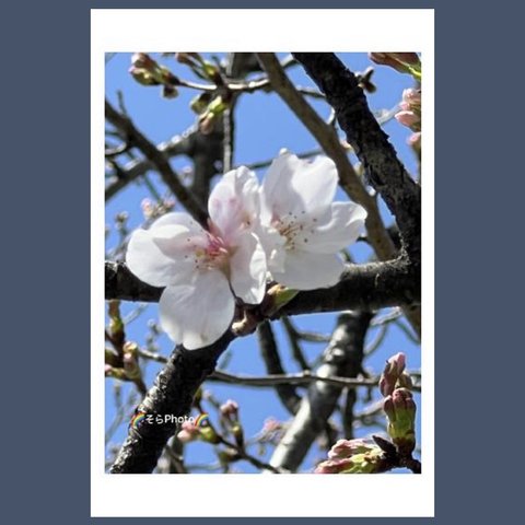 花:55 ポストカード ( 桜  )