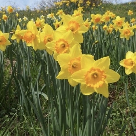 春の訪れ♡無農薬の黄色い水仙　生花　花苗　球根　