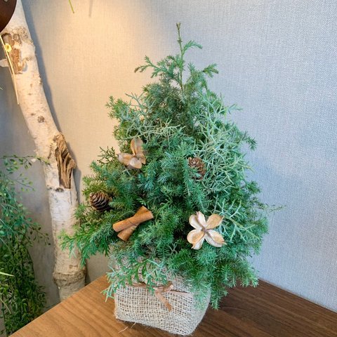 【季節限定】クリスマスツリー風アレンジメント(Ssize)　予約販売