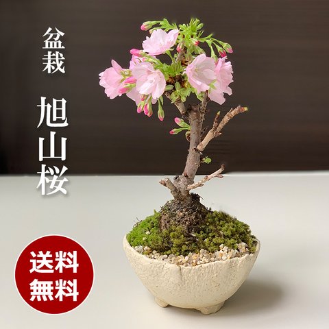 【2024年開花終了】徒歩０分のお花見楽しめます！【八重咲の桜　旭山桜の盆栽（白万古深鉢）】