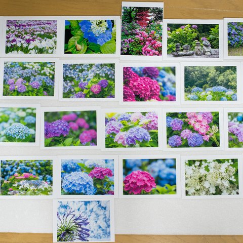 Lサイズの写真・梅雨の花メインで色々25枚セット(L002)