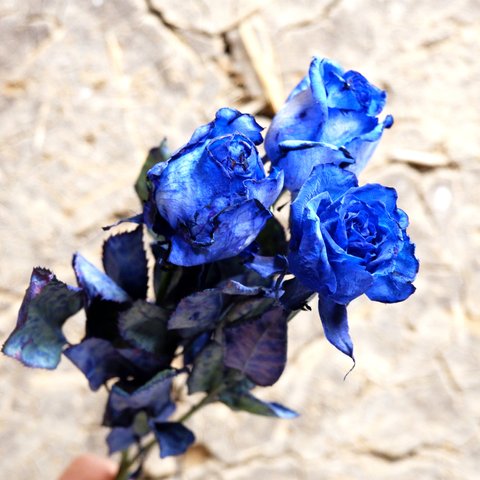 フリーズドライフラワー　生花のような：青バラ40~50㎝（アヴァランチェ染め）