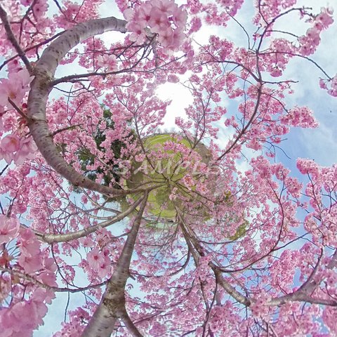 LITTLE PLANET    ＜Sakura＞