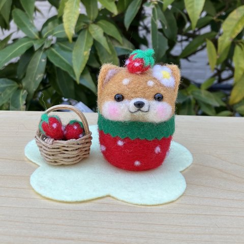 柴犬だるま いちごに変身〜🍓